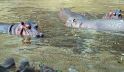 Common Hippos partially submerged in the shallow waters of the National Zoological Park, New Delhi