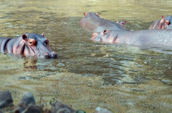 Common Hippos partially submerged in the shallow waters of the National Zoological Park, New Delhi