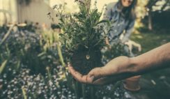 7-Useful-Plants-You-Should-Grow-At-Home