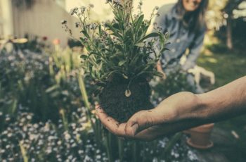 7-Useful-Plants-You-Should-Grow-At-Home